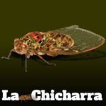 La Chicharra